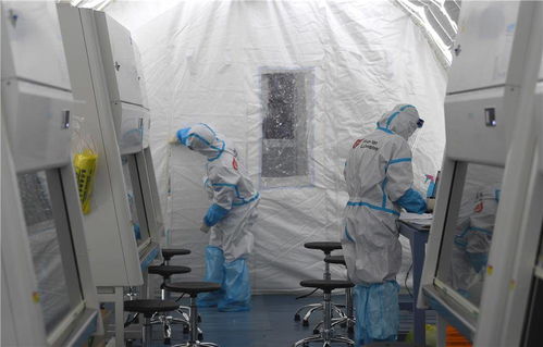 你的核酸檢測樣本去哪了 探訪石家莊 火眼 實驗室